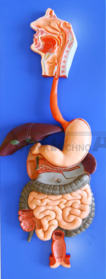 Digestive System Pharmaceutical and Anatomical Model Gifts